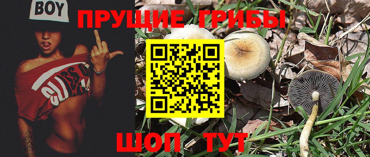 Псилоцибиновые грибы прущие грибы  купить наркотик  Астрахань  Вход с VPN  Галлюциногенные грибы Psilocybe 